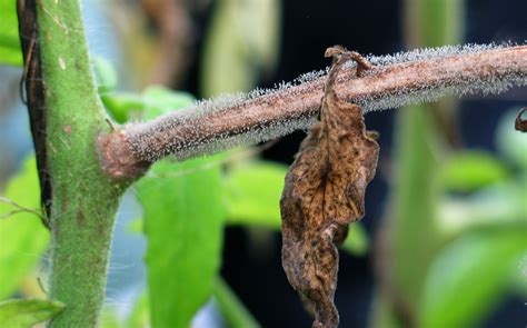 Gray Mold Tomato