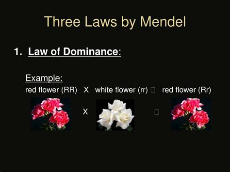 Ppt Understanding Gregor Mendel S Genetics Terms And Laws Powerpoint