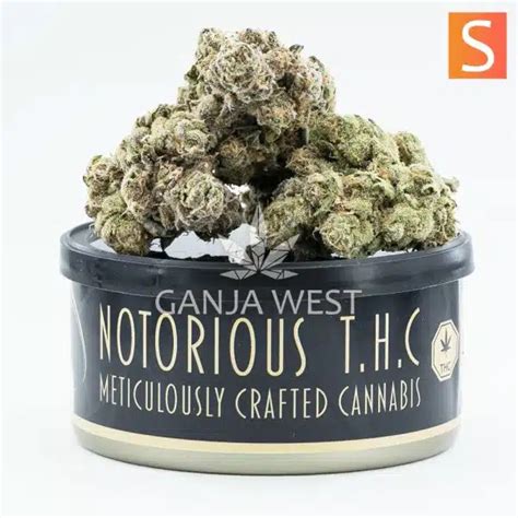 Notorious THC Craft Cheese N Chong 7 Grams Ganja West Online