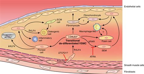 Fate And State Of Vascular Smooth Muscle Cells In Atherosclerosis