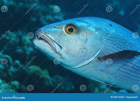 Pescados Del Pargo Rojo Del Dos Punto Foto De Archivo Imagen De