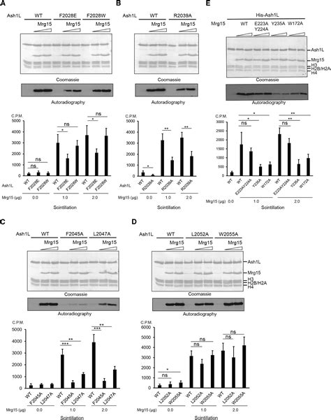 Structural Insights Into Stimulation Of Ash L S H K Methyltransferase