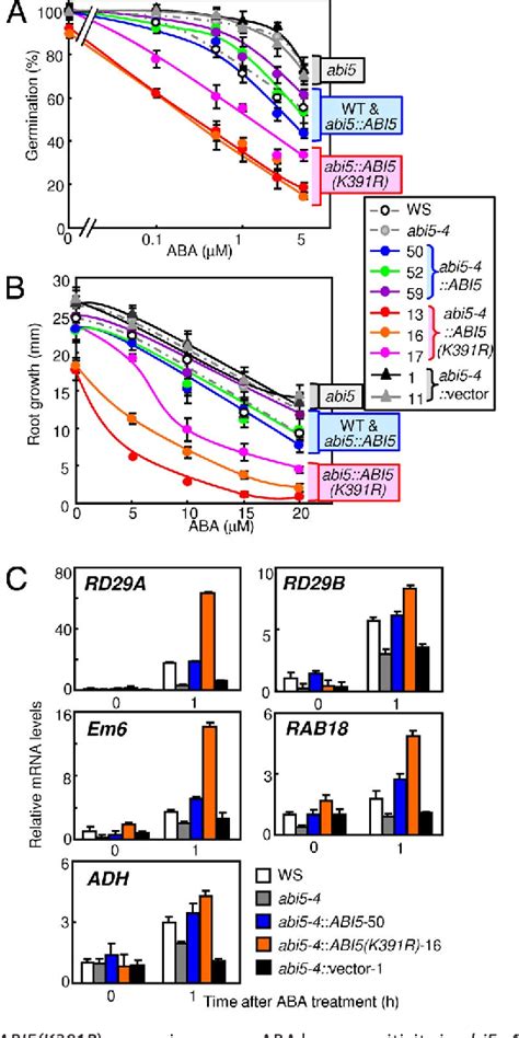 Figure 1 From Sumoylation Of ABI5 By The Arabidopsis SUMO E3 Ligase