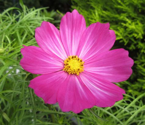 Solve Cosmos Or Cosmea Close Up Jigsaw Puzzle Online With Pieces