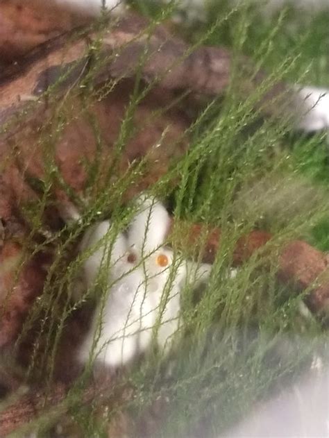 Foamy Fungus In Moss Terrarium Rmycology