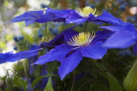 350 Cobalt Blue Flowers Pictures Stock Photos Pictures And Royalty Free