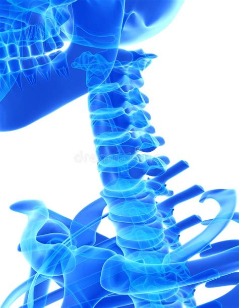 3D Illustration Of Cervical Spine Medical Concept Stock Illustration