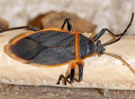 Largus Succinctus BugGuide Net