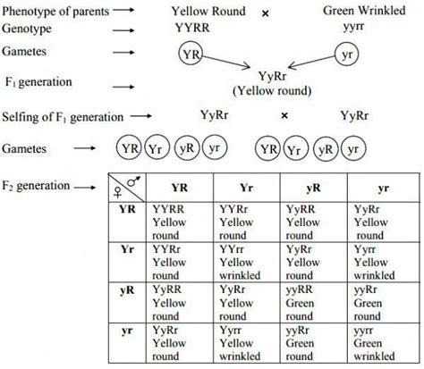 Dihybrid Cross Examples