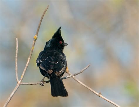 Phainopepla | Viewpoint Photographic Art Center