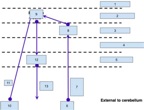 L26 And 27 Cerebellum Sections 4 6 Flashcards Quizlet