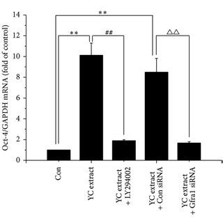 Gfrα1 knockdown or PI3 K inhibition blocks YC extract induced