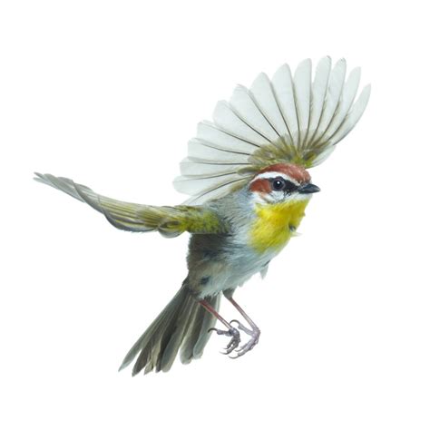 Rufous Capped Warbler Art Print Wild Birds Flying