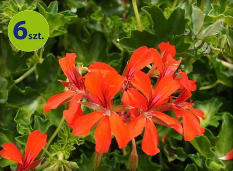 Pelargonia Wisz Ca Pojedyncza Czerwona