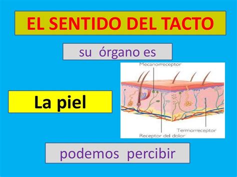 Esquema Del Sentido Del Tacto Fotos Guia 2021 Images Images And