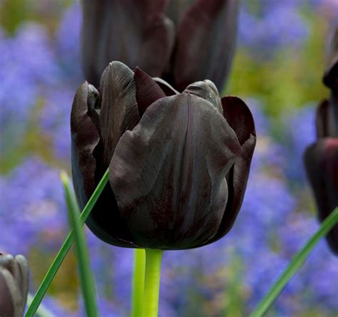The Black Tulip Amsterdam Tulip Museum
