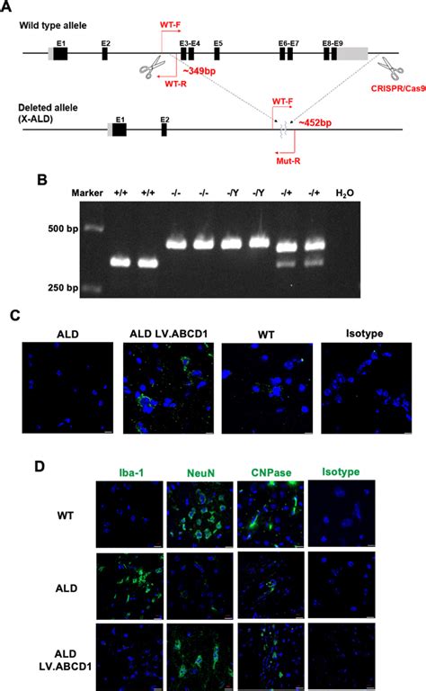 Generation Of Aldp Deficient Mice A Illustration Of Abcd Gene Knockout