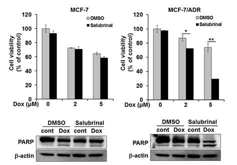 Increased Phosphorylation Of Eif By Salubrinal Treatment Enhanced