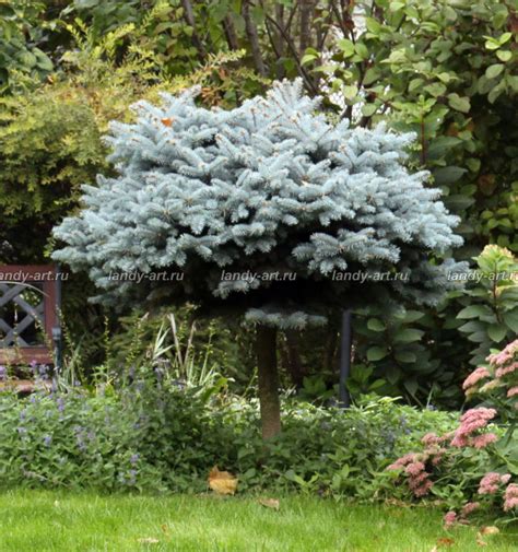 Ель колючая 'Глаука Глобоза' - Хвойные деревья и кустарники - Каталог ...