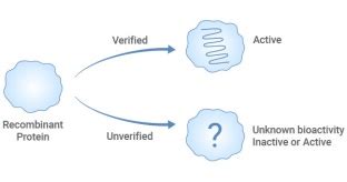 Verified Vs Unverified Recombinant Proteins Making The Right Choice