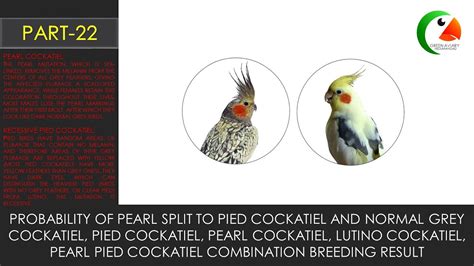 Probability Of Pearl Split To Pied Cockatiel And Grey Pied Pearl