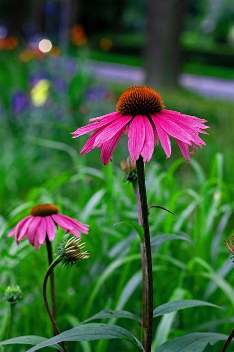 Echinacea Purpurea Coneflower Roxo Foto Gratuita No Pixabay Pixabay