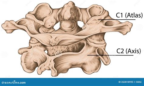 Board Cervical Spine Structure Posterior View Stock Image