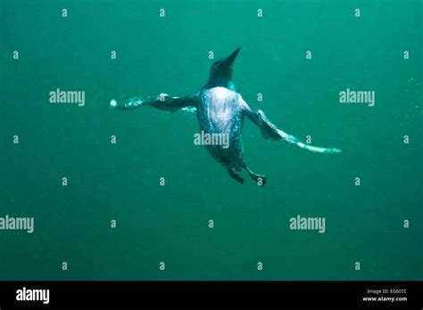 Common Guillemot Uria Aalge Swimming Underwater Farne Islands