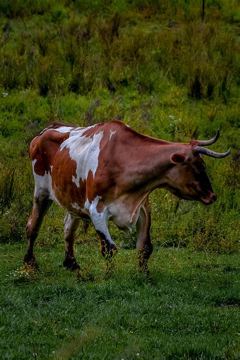 Steer Clear Photograph by Michael Brooks