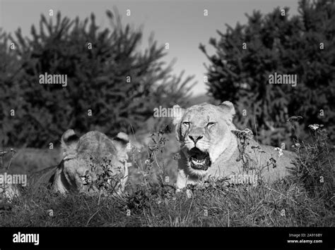 Early Morning Lions Yawning And Relaxing In The Long Grass At The West