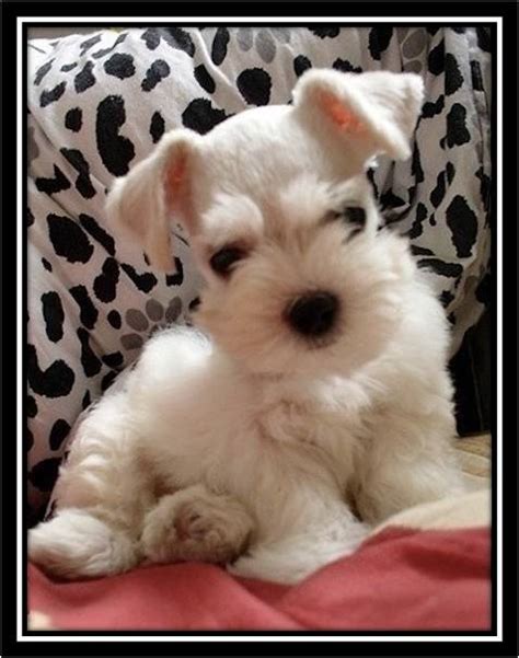 About White Miniature Schnauzers