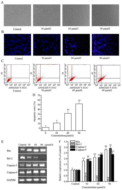 Induction Of Apoptosis In A Cells By Licochalcone D Ld Treatment