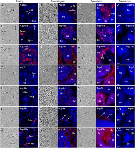 Cellular Localization Of Aquaporins In The Gilthead Seabream Testis At