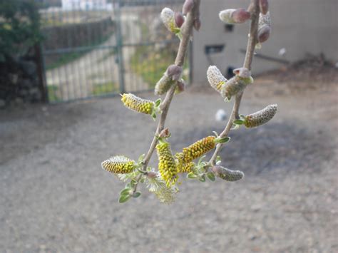 Perfumes Y Luces De Extremadura Sauce Salix Atrocinerea Floración