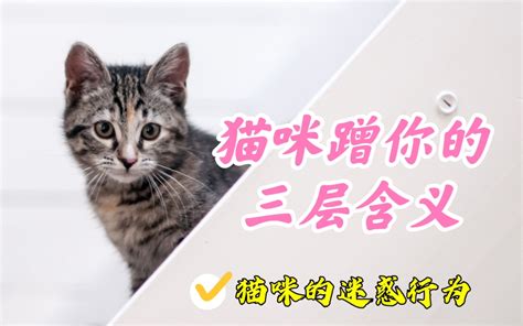 猫咪的迷惑行为，猫咪蹭你都有哪些含义 哔哩哔哩