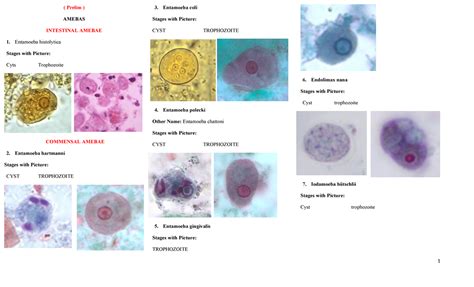 Atlas Parasites Pics Prelim To Midterm Prelim Amebas Intestinal Amebae Entamoeba