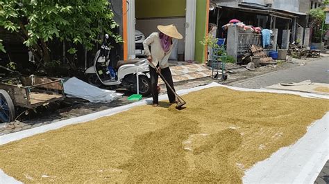 Harga Gabah Petani Anjlok Tapi Beras Masih Mahal Di Gresik Gresik Satu