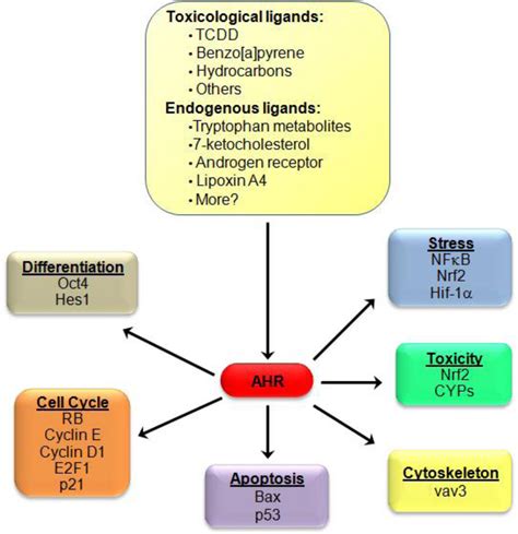 The Evolving Role Of The Aryl Hydrocarbon Receptor Ahr In The