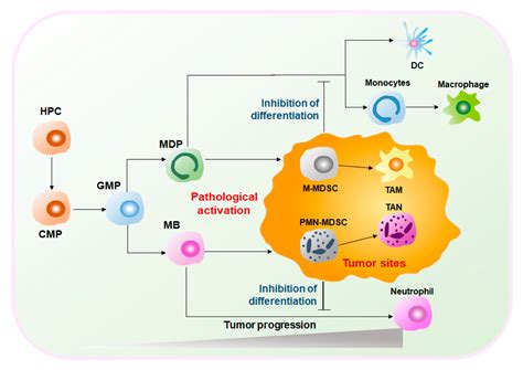 Myeloid Derived Suppressor Cells Encyclopedia Mdpi