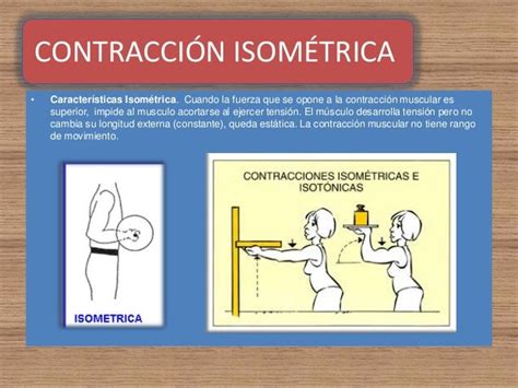 Fisio Tipos De Contracción Muscular