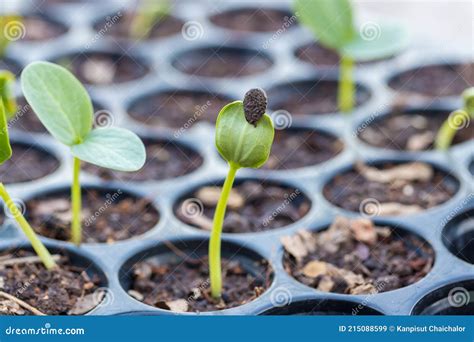 Brote Verde Que Crece Del Suelo Zucchini Cucurbita Pepo Plántula Que