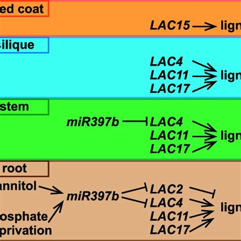 LACCASEs regulate lignin polymerization in various organs of... | Download Scientific Diagram