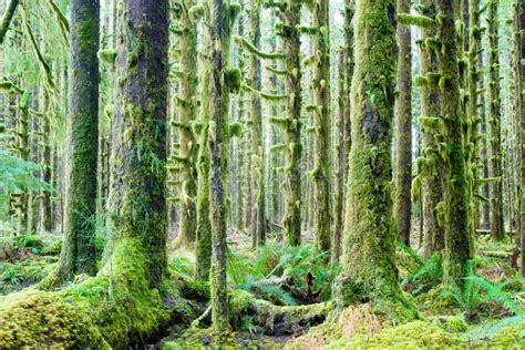 Cedar Trees Deep Forest Green Moss Covered Growth Hoh Rainforest Stock