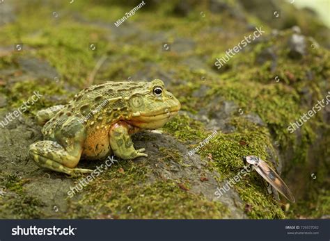 1,582 Frog Eating Insects Images, Stock Photos & Vectors | Shutterstock