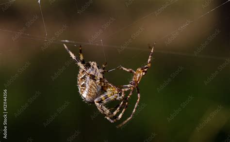 Spider Mating Behavior Male Garden Spider Araneus Diadematus Approaching Female Cautiously