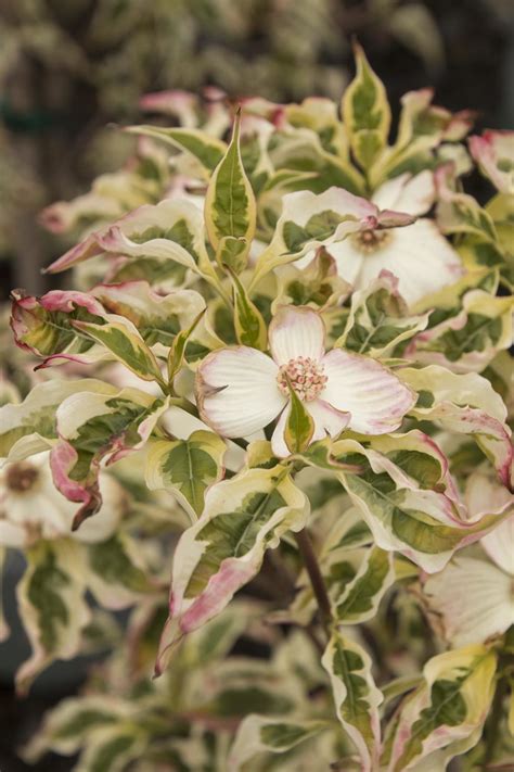 Variegated Stellar Pink ' Dogwood - Cornus kousa x florida ' Stellar ...