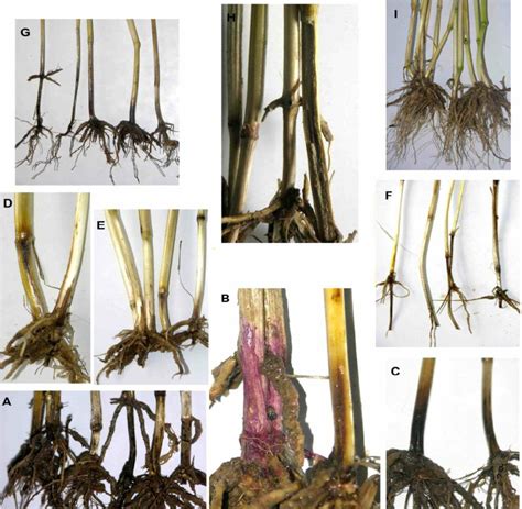 Various Symptom Observed In Wheat Root And Crown Infected By Common