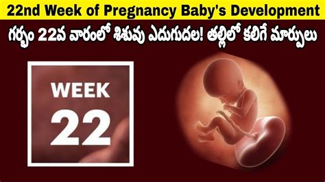 22nd Week Of Pregnancy Symptoms Changes And Baby Development 22nd Week