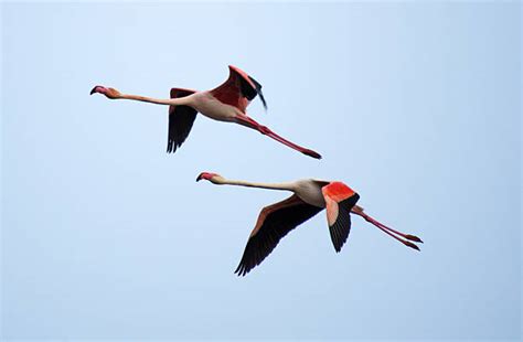 Best Flamingos Flying Stock Photos Pictures And Royalty Free Images Istock