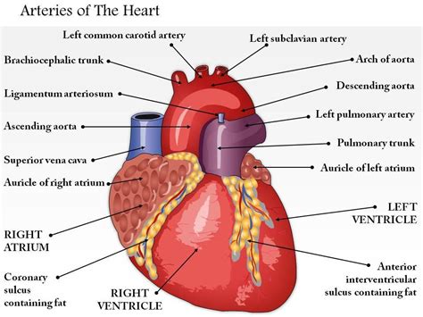Heart Anatomy Arteries